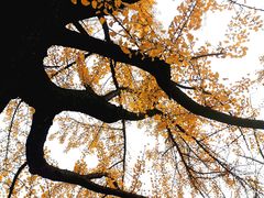 -四川大学(华西校区)