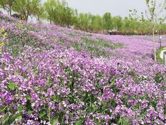 -洨河生态公园