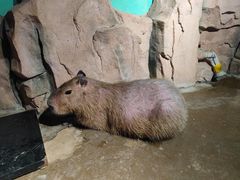 -正佳雨林生态植物园
