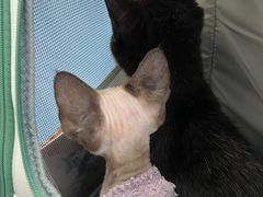 -创凡宠物医院·骨专科  猫科中心(西乡分院)