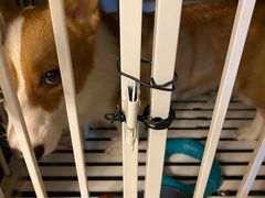 -瑞派动物医院·猫专科·至诚(江南中分院)