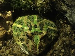 -暹罗海洋世界