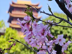 -梵天禅寺