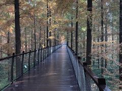 -黄海国家森林公园