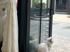 -猫苑生活馆