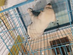 -龟与熊猫宠物公园(南坪店)