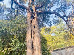 -青岛崂山太清宫