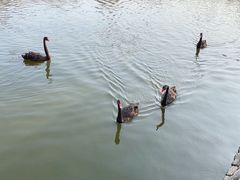 -泉州海丝野生动物世界