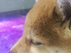 -乐宠宠物店(世纪金源店)