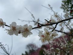 -花开海上生态园