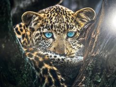 -罗红摄影艺术馆