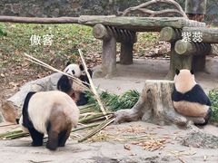 -都江堰中华大熊猫苑