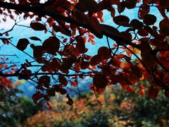 -香山公园