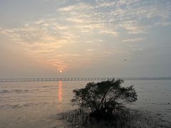 -宝安西湾红树林湿地公园