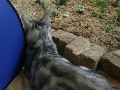 -美联众合动物医院·24h转诊中心