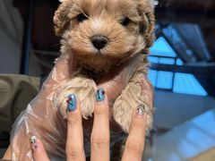 -翊宠yipet猫狗购宠庄园犬舍•猫舍