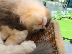 -喵喵咪呀布偶猫咖(春熙路店)