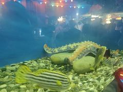 -大连圣亚海洋世界