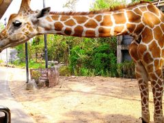 -清迈夜间动物园