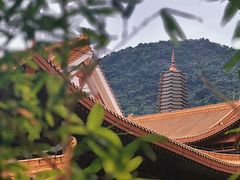 -深圳仙湖植物园