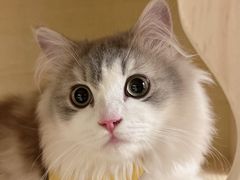 -momokira米努特·德文卷毛猫·棉花面纱犬