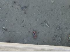 -北海金海湾红树林生态旅游区