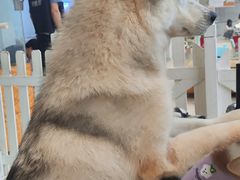 -怪兽屋·羊驼·猫咖·狗咖(俊华广场店)