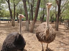-青藏高原野生动物园
