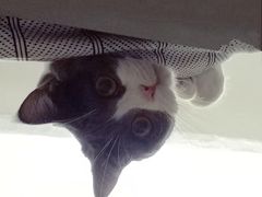 -瑞派动物医院·绝育·犬猫全科·预防医学(光景江南中店)