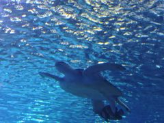 -太平洋海底世界