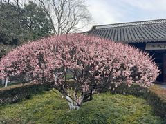 -梅园