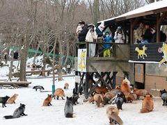 -宫城藏王狐狸村