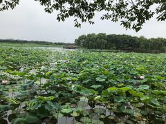 -荷塘月色湿地公园·向阳花洲