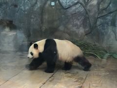 -深圳野生动物园