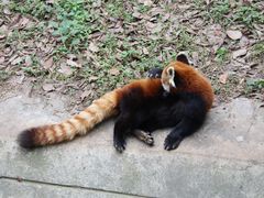 -昆明动物园