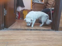 -瑞派·关忠动物医院·异宠专科·犬猫肿瘤·皮肤专科(望京店)