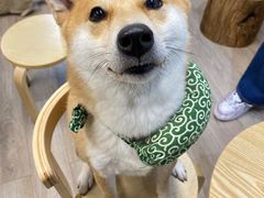 -柴迷FANS CLUB·柴犬狗咖·猫咖