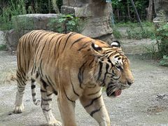 -上海野生动物园老虎餐厅