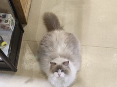 -藏猫猫咖啡主题馆(中央大道店)