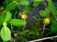 -东寨港红树林旅游区