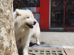 -喜士多(泰安店)