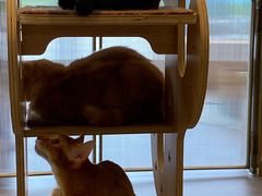 -飞行喵MR PILOT|猫舍·猫咖(静安大融城店)