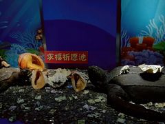 -苏州海洋馆