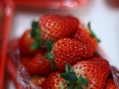 -蜜肆动物奶油蛋糕·个性定制·下午茶甜品
