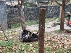 -都江堰中华大熊猫苑
