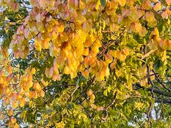 -汉长安城未央宫国家考古遗址公园