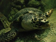 -东方巨龟苑景区