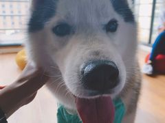 -Husky Go! 哈士奇体验馆·宠物咖啡厅狗咖
