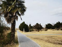 -盐城丹顶鹤湿地生态旅游区