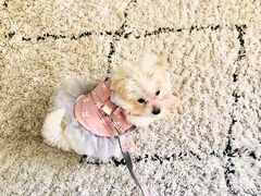 -翊宠yipet猫狗购宠庄园犬舍•猫舍